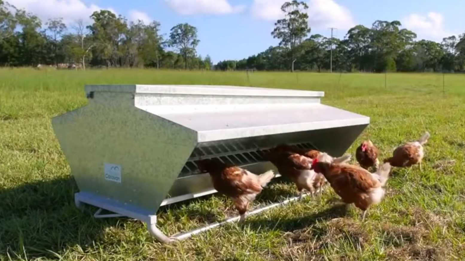 Chicken Caravan Skid Feeder 150 with hens eating from it