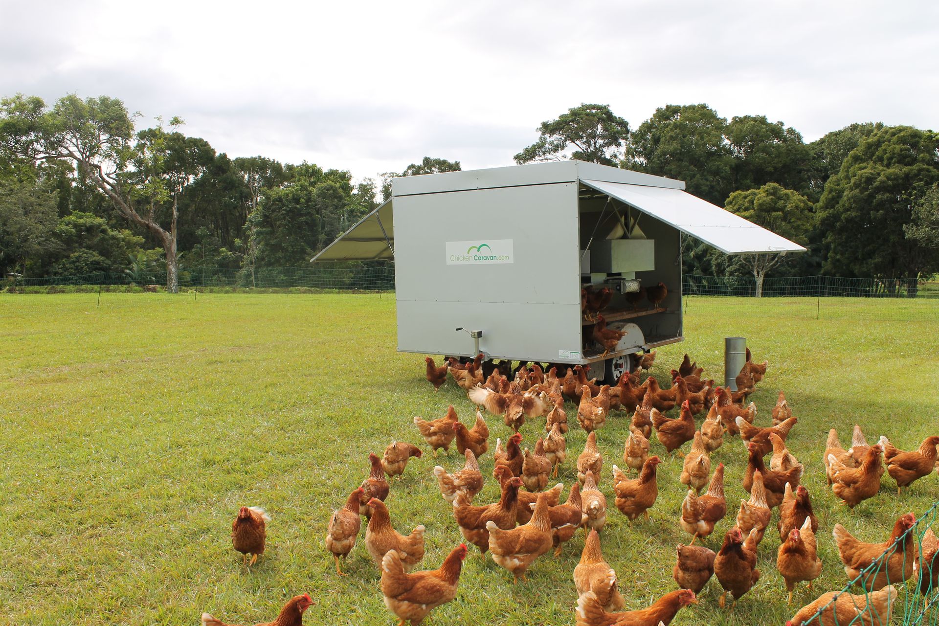 Chicken Caravan 130 in the paddock with chickens