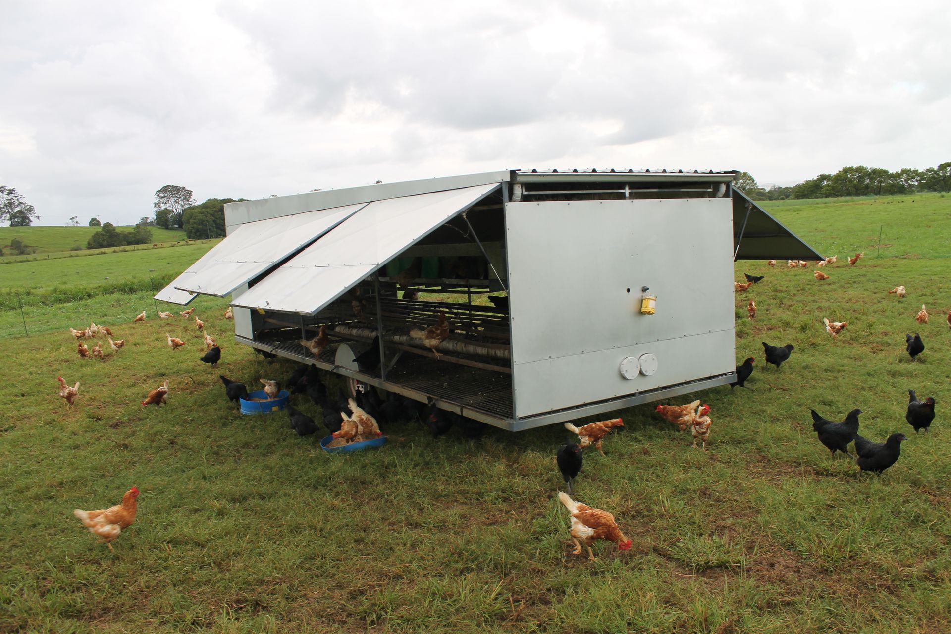 An early Chicken Caravan