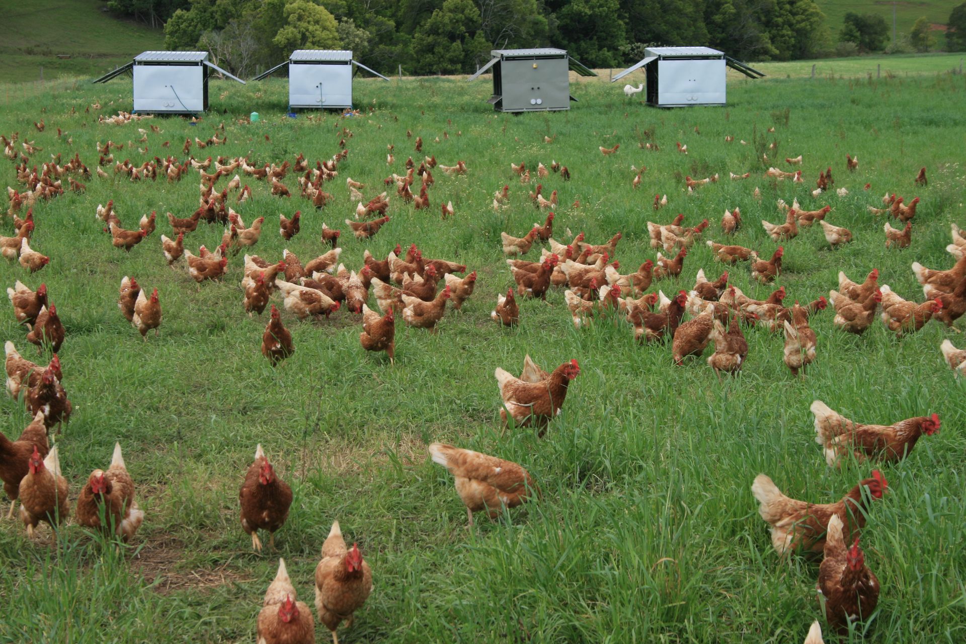 First Chicken Caravans out at Oxhill 