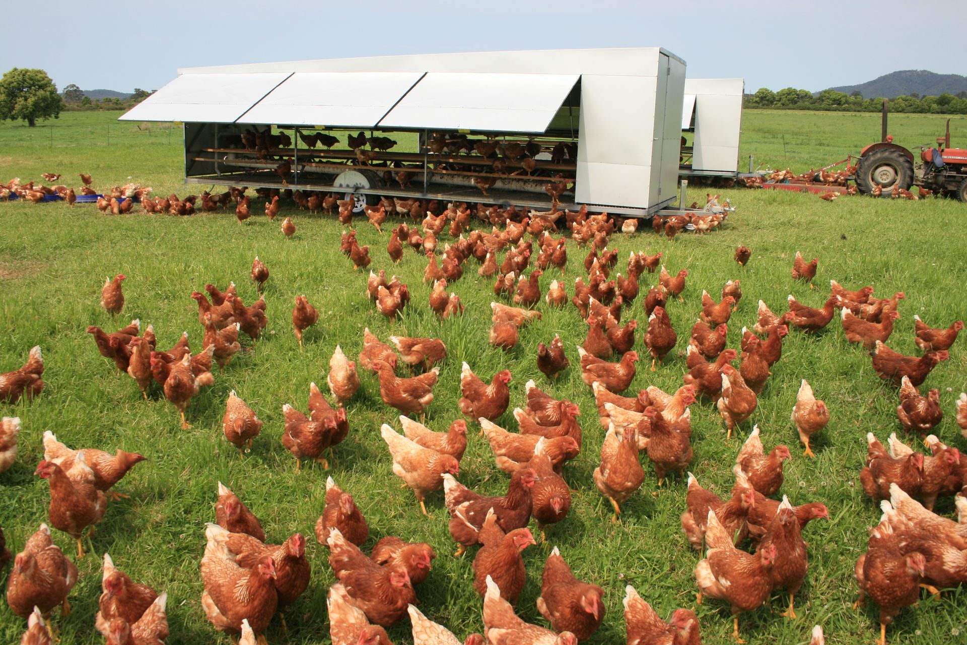 Chicken Caravans in the paddocks with chickens
