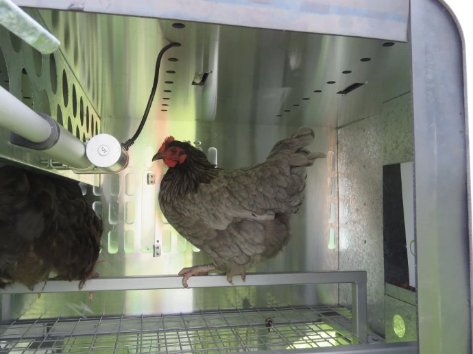 Hens roosting on the perch bars inside