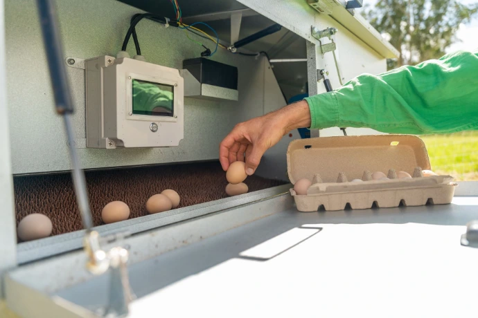 Collecting eggs from collection area of the Chicken Caravan 30