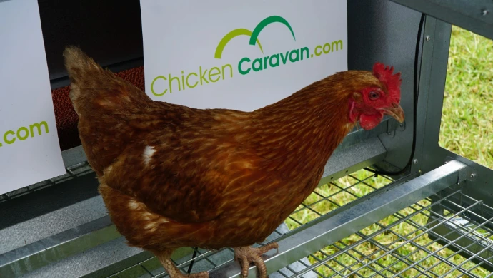 Chicken on roost perch bar in Chicken Caravan 30