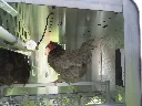 Chicken-caravan-10-hen-roosting-perch-bar