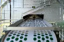 Chicken-caravan-450-conveyor-belt-view
