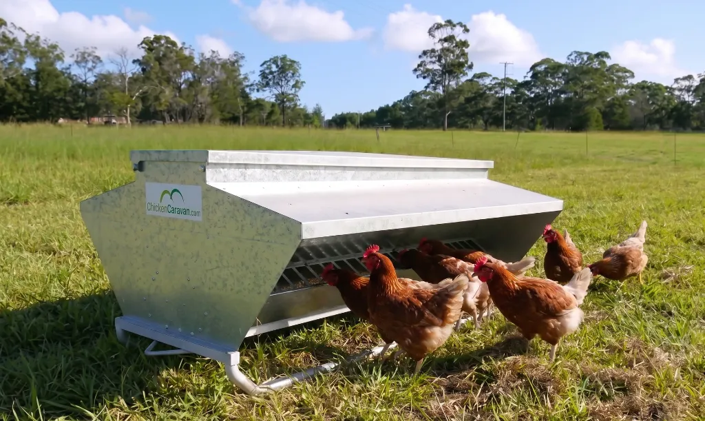 Skid-Feeder-150-chickens-feeding