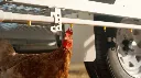 Chicken-nipple-drinker-water