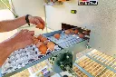 Chicken-Caravan-130-eggs-into-tray-conveyor-collect