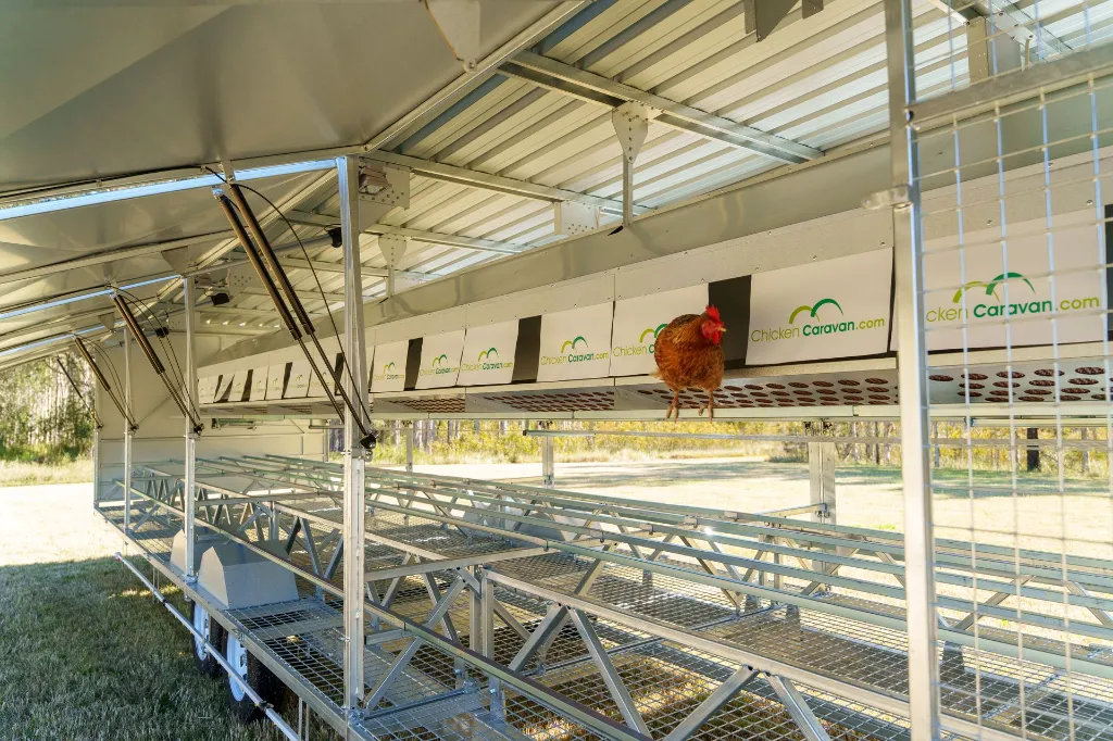 Chicken-Caravan-600-chicken-on-perch