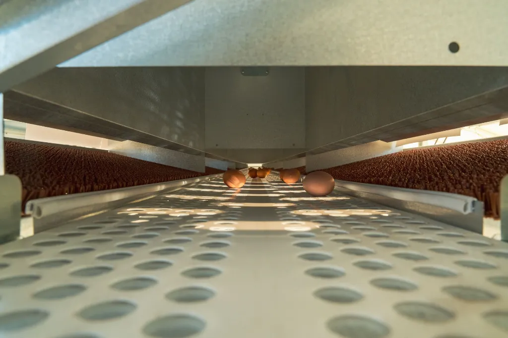 Chicken- Caravan- 600-conveyor-belt-eggs