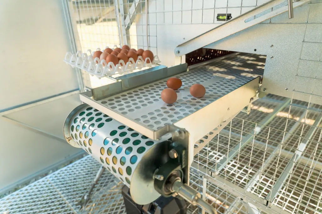 Eggs-on-conveyor-belt-collection-end-Chicken- Caravan- 600
