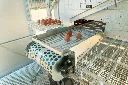 Eggs-on-conveyor-belt-collection-end-Chicken- Caravan- 600
