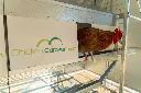Chicken-in-nesting-box-roll-away-nests-on-Chicken- Caravan- 600