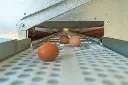 Eggs-on-conveyor-belt-nesting-boxes-on-Chicken- Caravan- 600